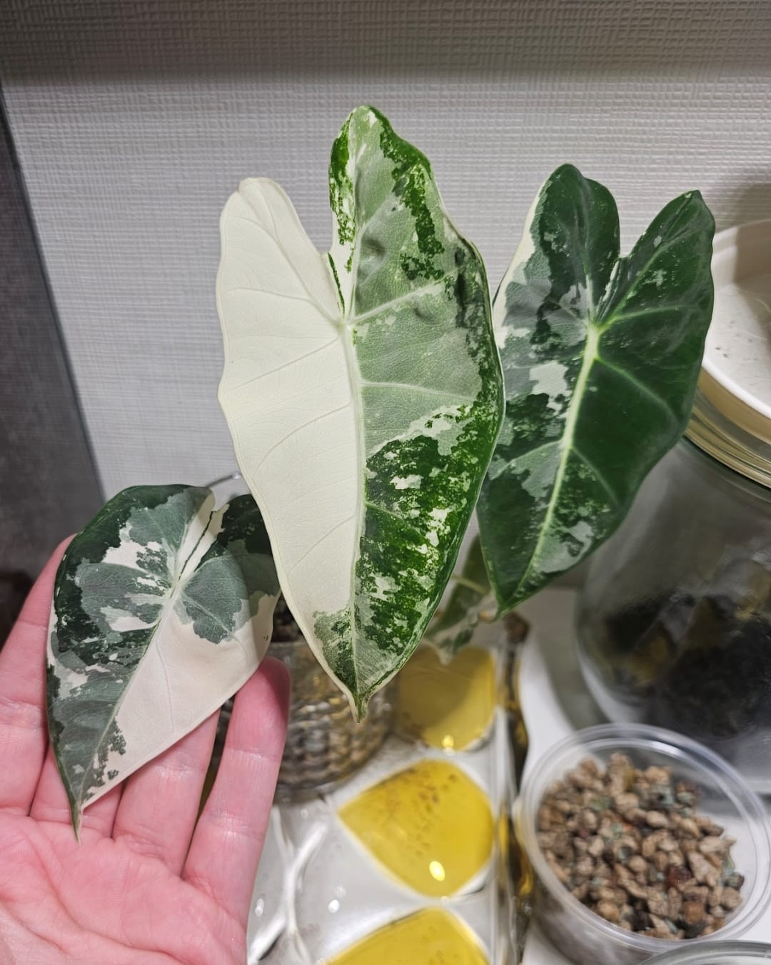 Customer photo review of ALOCASIA FRYDEK VARIEGATA