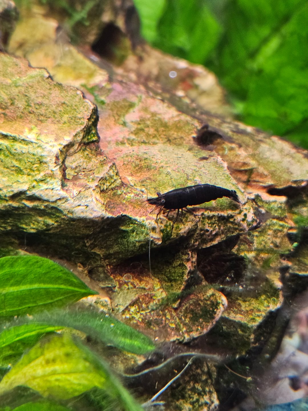 Customer photo review of Chocolate Shrimp