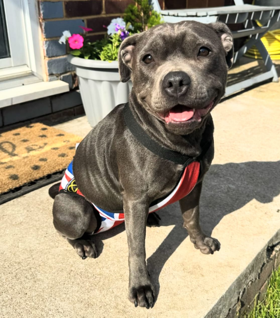 Customer photo review of Staffordshire Bull Terrier 1935® Hygiene Panties with Suspenders - Union Jack