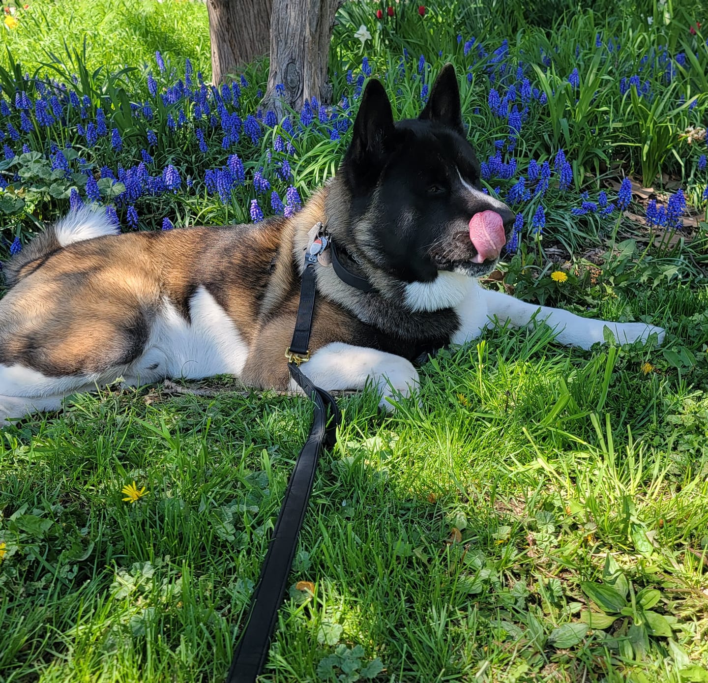 Customer photo review of Tacti Luxe Dog Leash - Gold Noir