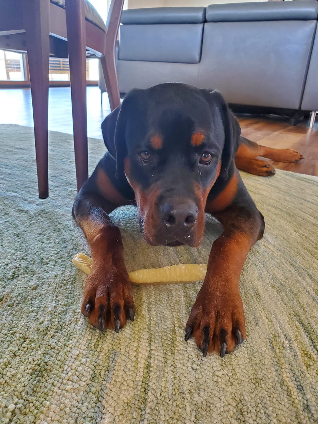 Customer photo review of Himalayan Yak Chew (EXTRA LARGE)