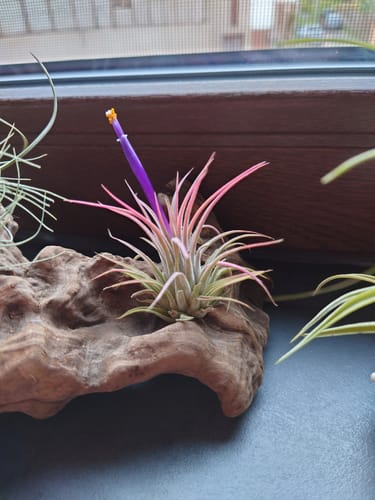 Customer photo review of Tillandsia ionantha