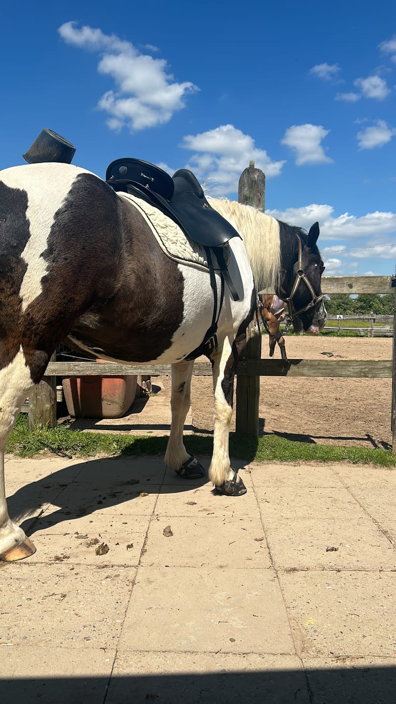 Customer photo review of PFERDESTARK Bio Hanf Pellets für Pferde Pferdefutter 10kg Beutel