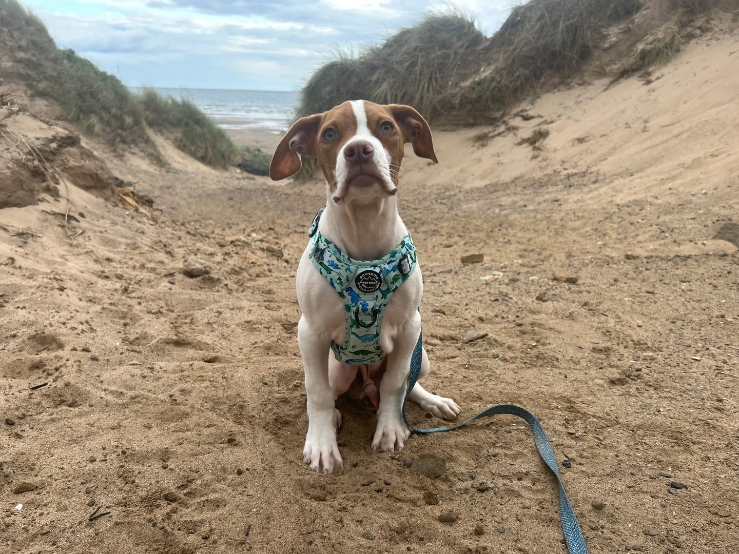 Customer photo review of Tough Trails™ Harness - Dinky Dino