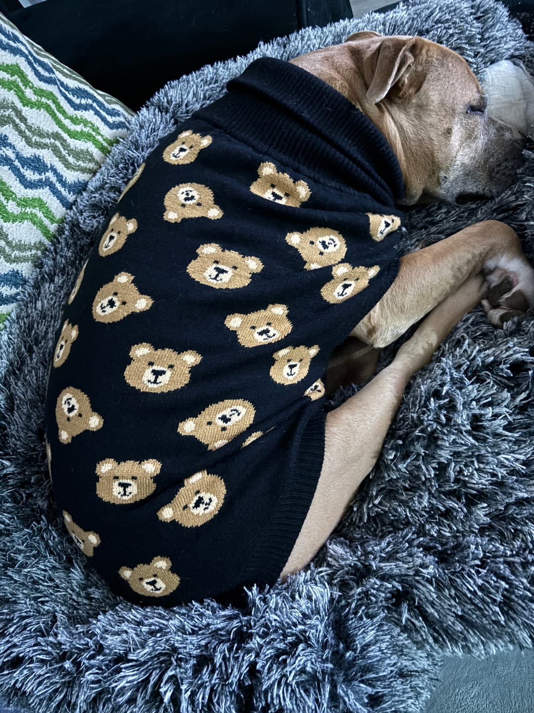 Customer photo review of Broken Teddy Bear Knit Dog Sweater - Black