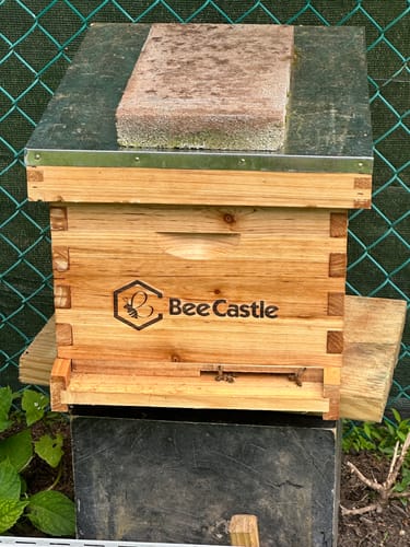 Customer photo review of BeeCastle Hives Cedar Wood 8 Frame 3 Layer Langstroth Bee Hive Coated with 100% Beeswax Includes Beehive Frames and Waxed Foundations(2 Deep Brood Bee Boxes and 1 Super Medium Box)