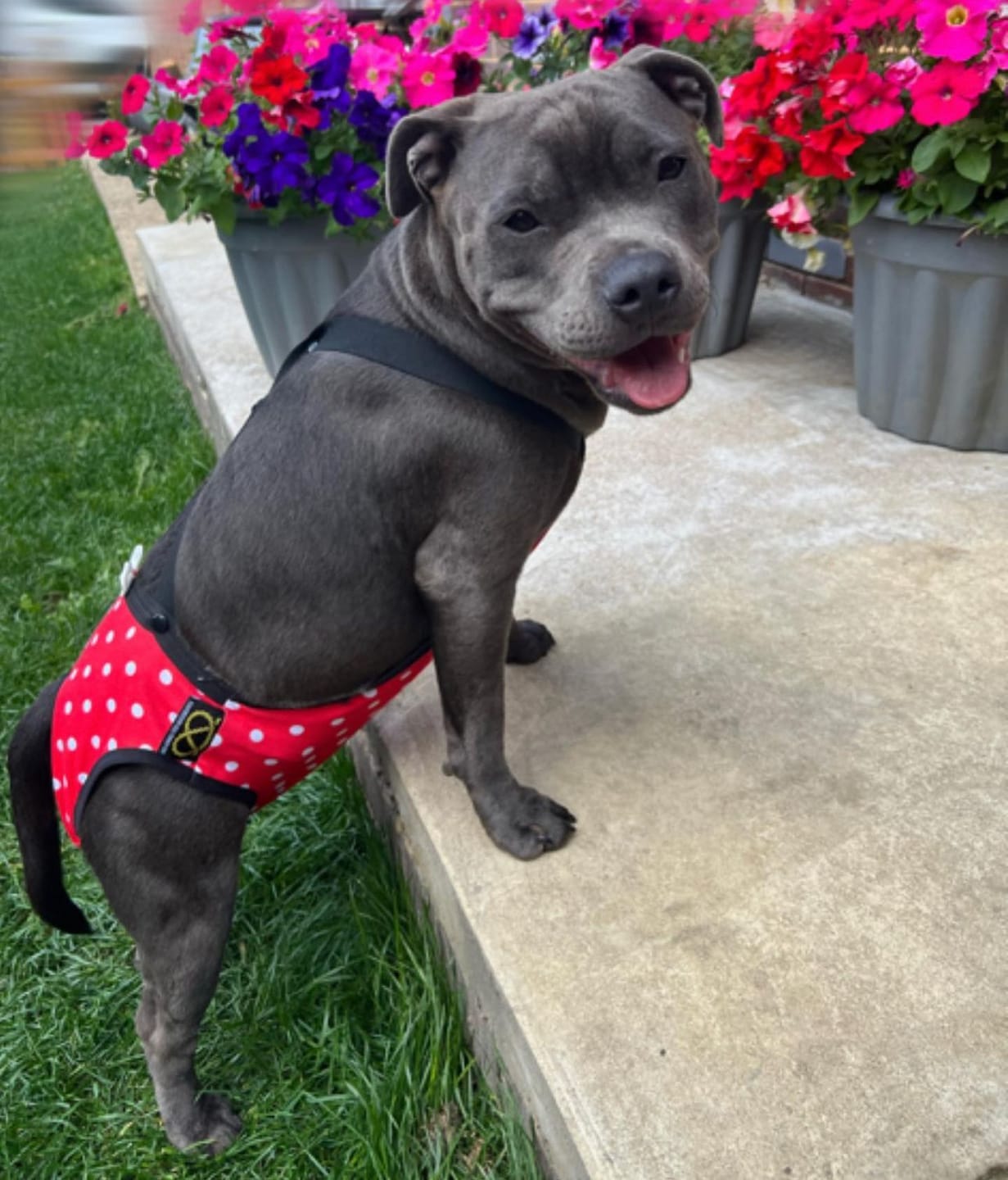 Customer photo review of Staffordshire Bull Terrier 1935® Hygiene Panties with Suspenders - Polka Dot