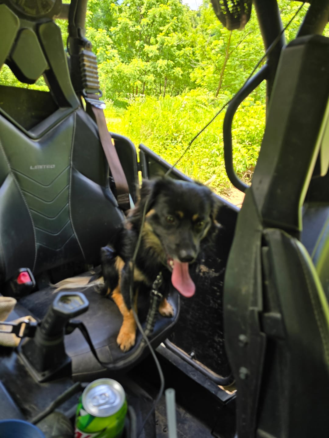 Customer photo review of ROAM 350™ Collar
