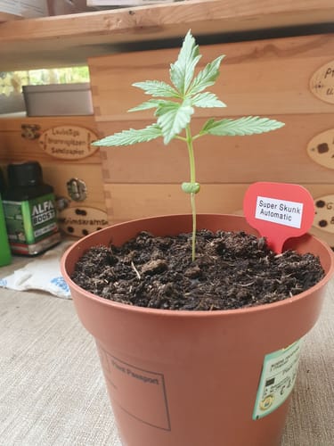 Customer photo review of Super Skunk Autoflowering 040 Samen - ab dem 01.04.2024 verfügbar