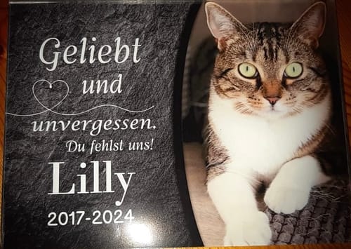 Customer photo review of Katzen Gedenktafel mit Foto & Spruch (UV- & Wetterfest)