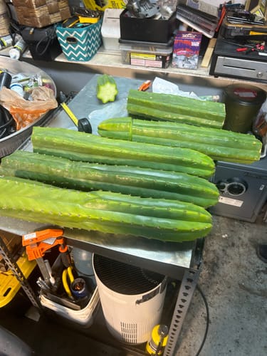 Customer photo review of San Pedro Cactus | Bulk Cutting Packs | Echinopsis (Trichocereus) Pachanoi