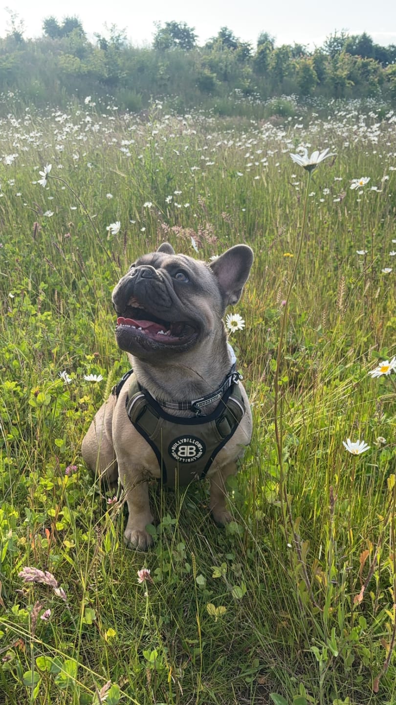 Customer photo review of 1.4m LIGHTER Swivel Combat Lead | Neoprene Lined, Secure Rated Clip with Soft Handle - Khaki x Khaki