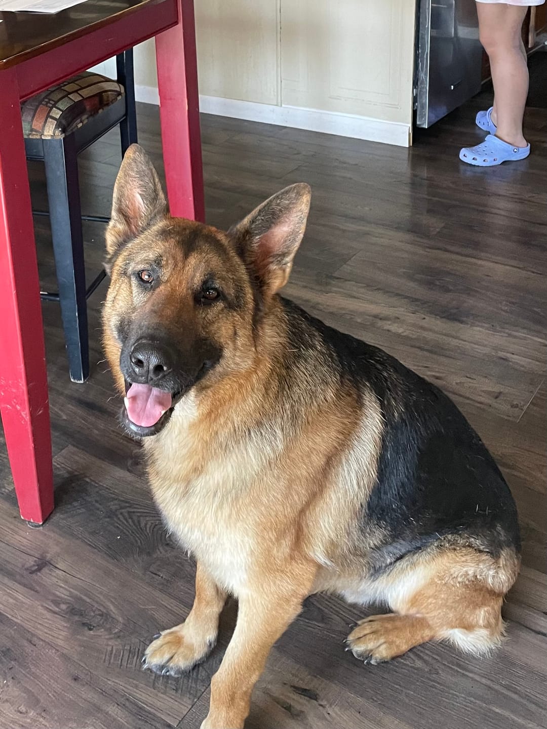 Customer photo review of Carrying Case for furMe Grooming Vacuum