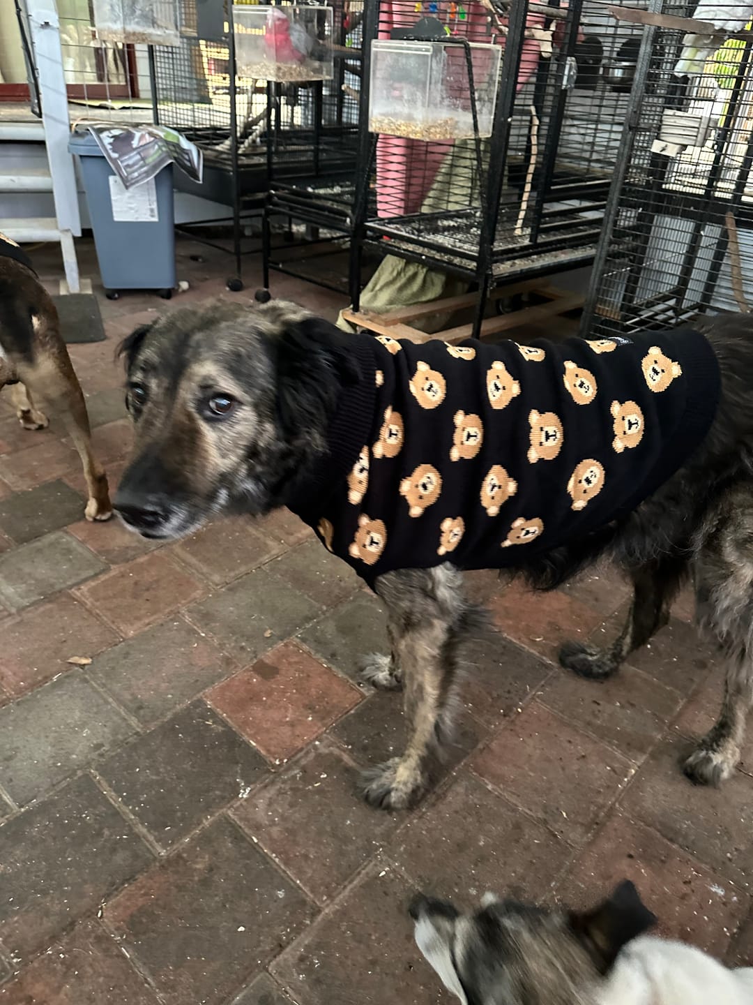 Customer photo review of Broken Teddy Bear Knit Dog Sweater - Black