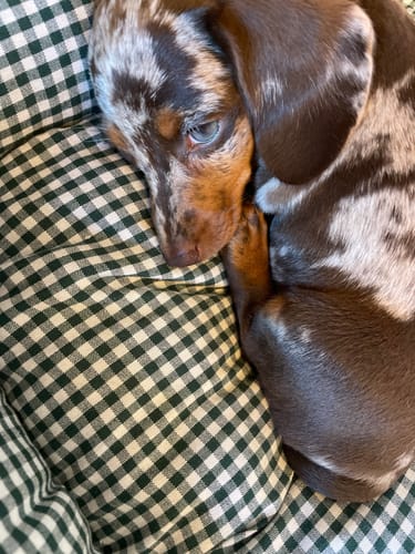 Customer photo review of Divanetto Vichy Verde Scuro