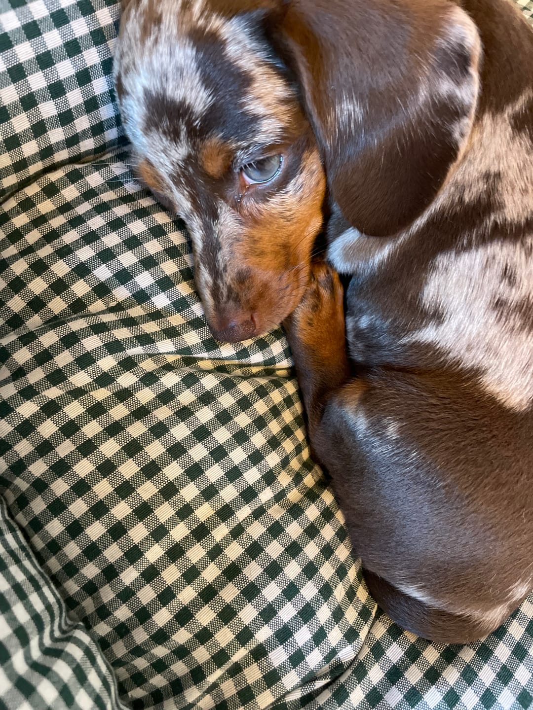 Customer photo review of Divanetto Vichy Verde Scuro