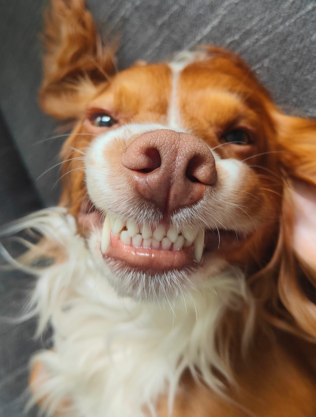 Customer photo review of British Venison Dry Food