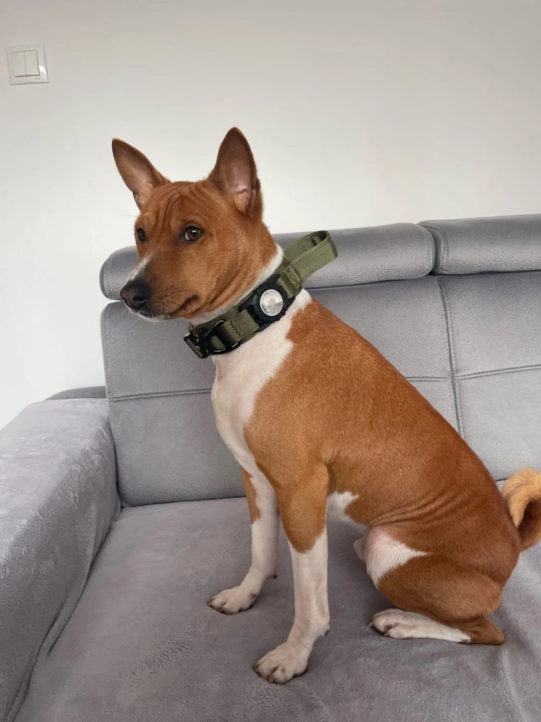 Customer photo review of Waterproof Airtag Dog Collar
