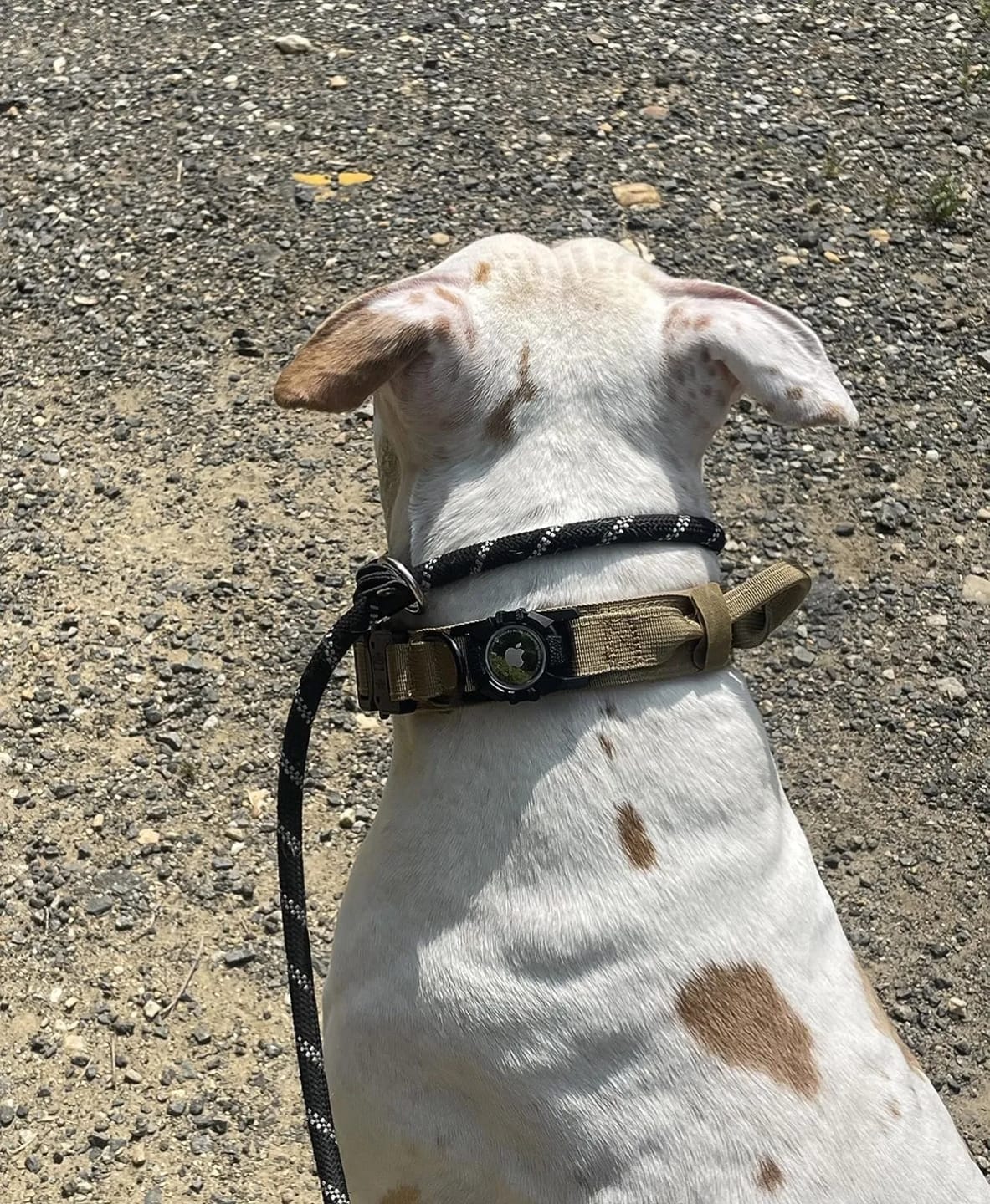 Customer photo review of Waterproof Airtag Dog Collar