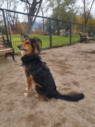 Customer photo review of Arnés Strap para Perros- Street Dogs - Black