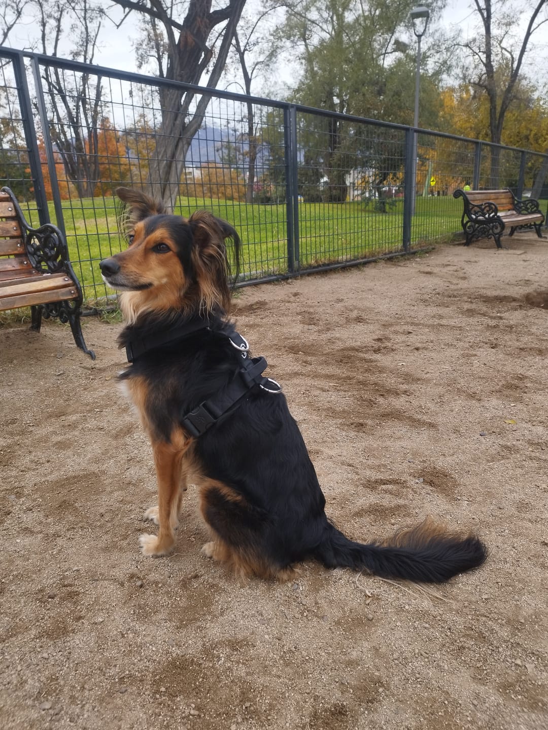 Customer photo review of Arnés Strap para Perros- Street Dogs - Black