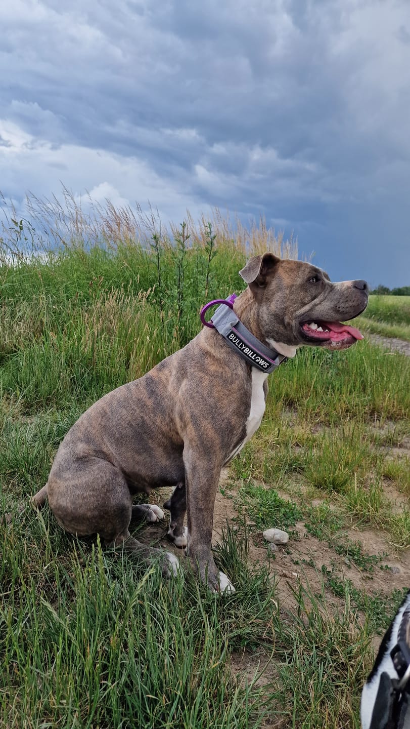 Customer photo review of 5cm LIGHTER Combat® Collar | With Handle Rated Clip - Purple & Metal Grey