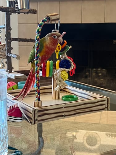 Customer photo review of Wooden Playstand - PP99E