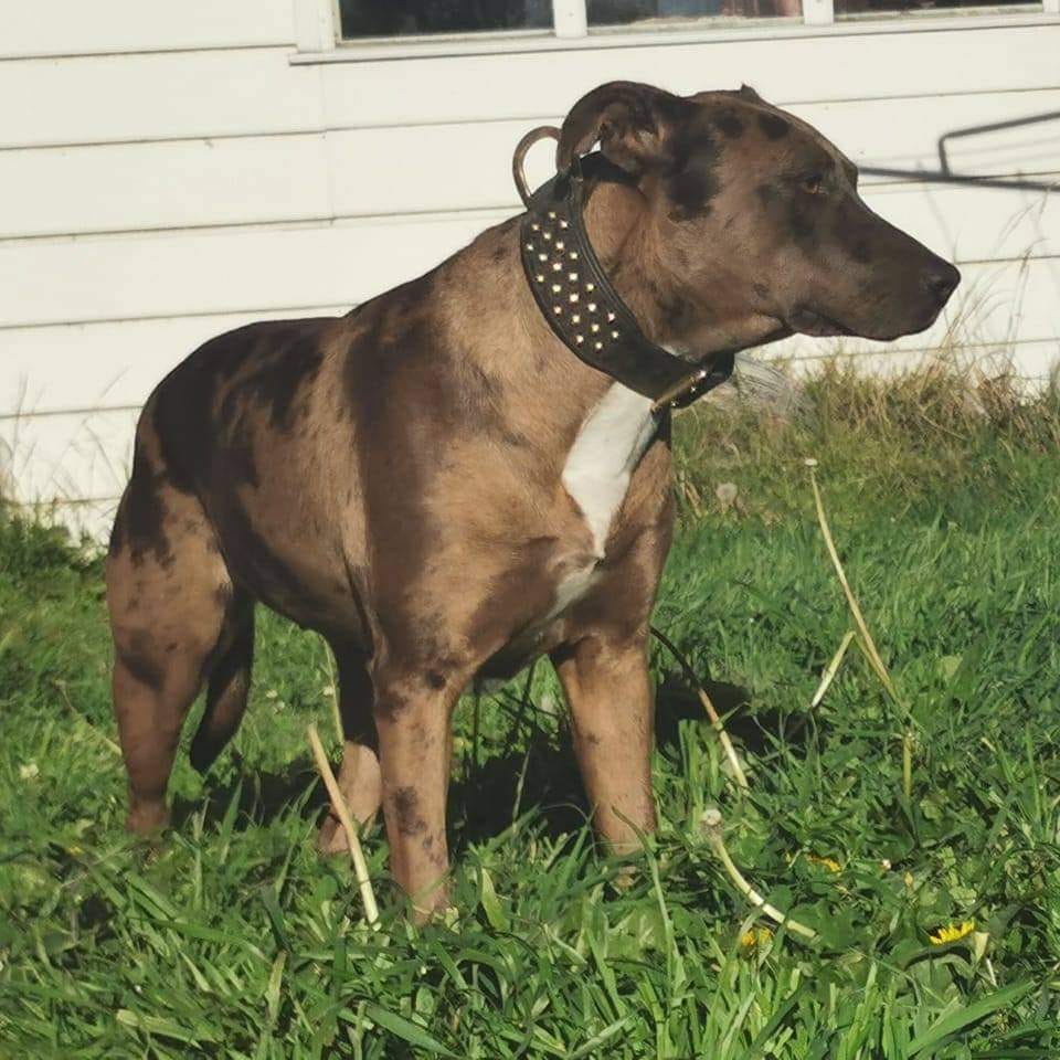 Customer photo review of Hand Made Leather Dog Collar - RuffNeck Black & Brass (Wide Fit)