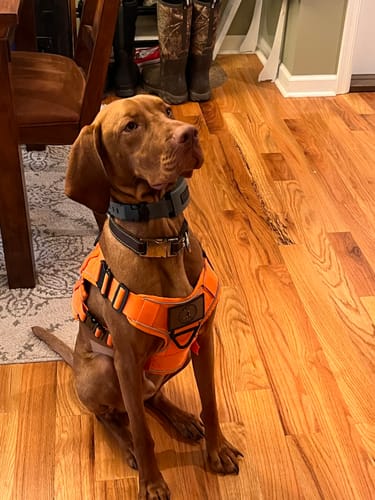 Customer photo review of NEW Upgraded Tactical No-Pull Team K9™ Dog Harness with 4 Quick-Release Metal Buckles, Reinforced Front & Back D-Rings, Hook & Loop Panels, Adjustable Straps, Reflective Strips, & Top Handle