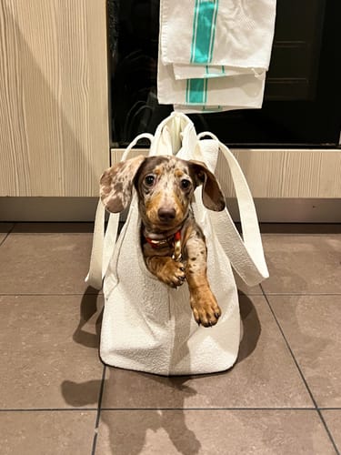 Customer photo review of The Boucle Carrier