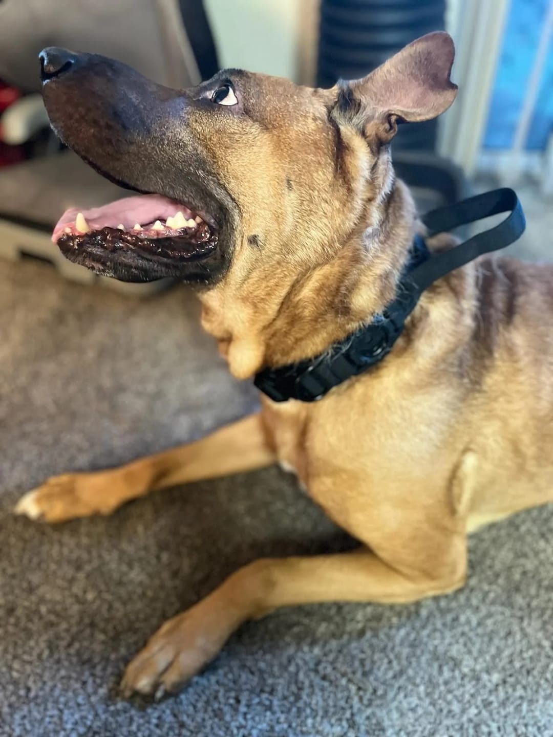 Customer photo review of Waterproof Airtag Dog Collar