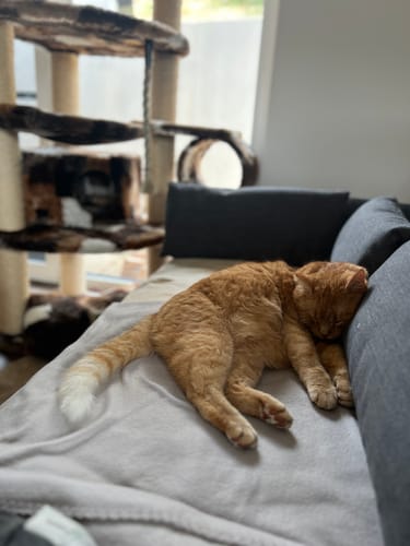 Customer photo review of Schlüsselanhänger mit Katzenfoto