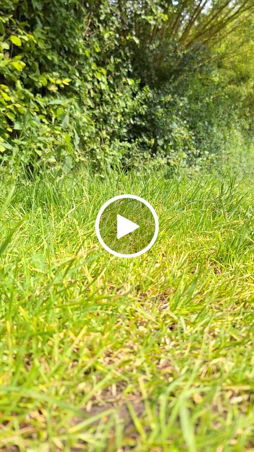 Customer video review of Cordless Hedge Trimmer 18V 560mm