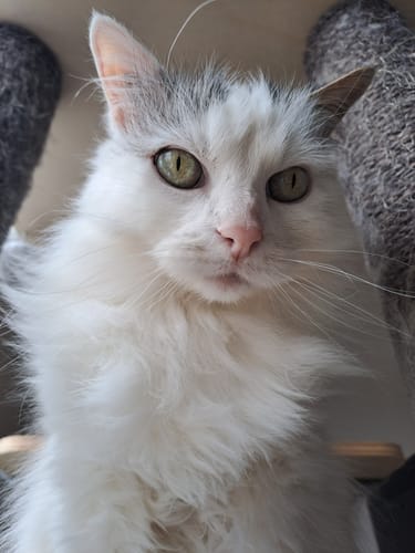Avis photo d'un client sur Croquettes Chat Stérilisé Sans Céréales - Saumon