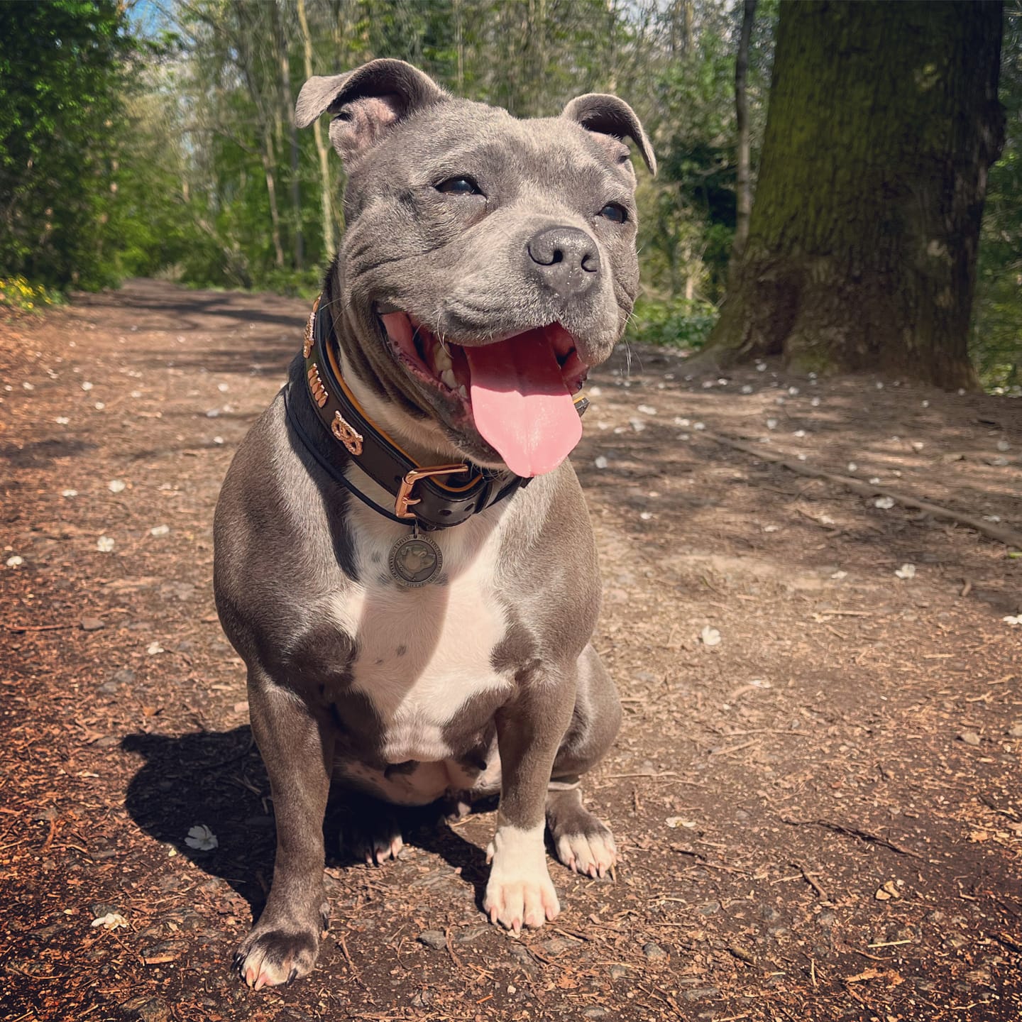 Customer photo review of Staffordshire Bull Terrier 1935® Leather Collar & Leash Set - Gladiator - Black & Tan/Rose Gold