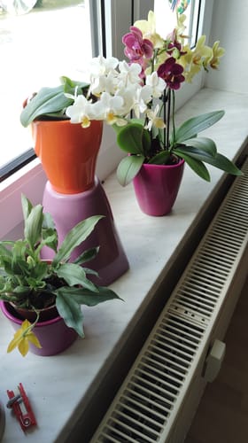 Customer photo review of Promenaea Sunlight mit gelben Blüten