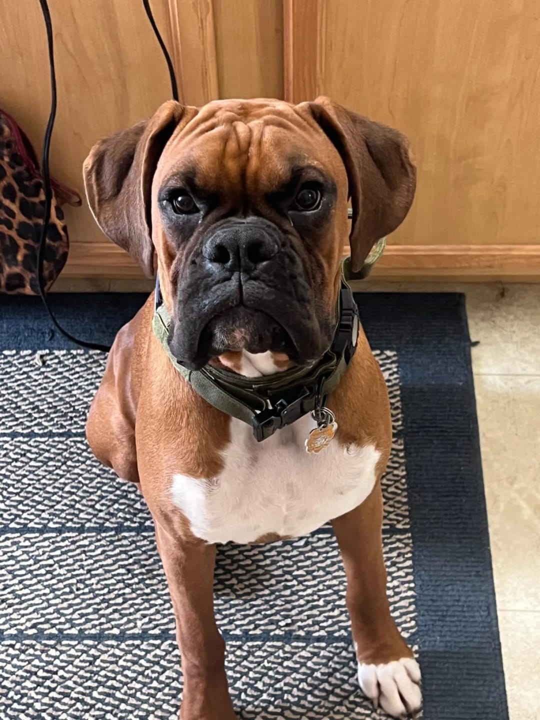 Customer photo review of Waterproof Airtag Dog Collar