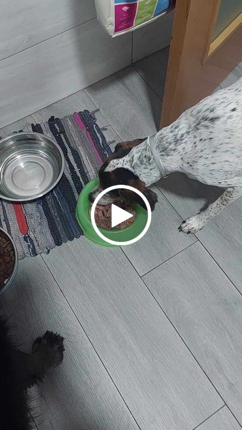 Customer video review of Cocido Natural de Pollo fresco y verduras - Naturalmente Feliz (5,4KG - 12 X 450gr)