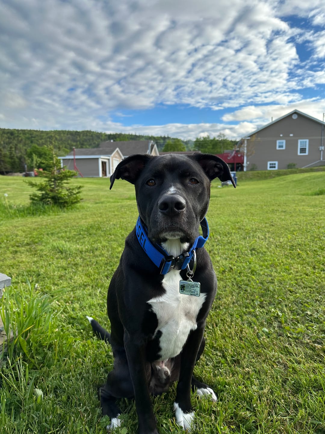 Customer photo review of 2" Tactik Dog Collar - Cobalt