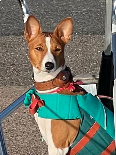 Customer photo review of Keepaws™ Leather AirTag Collar