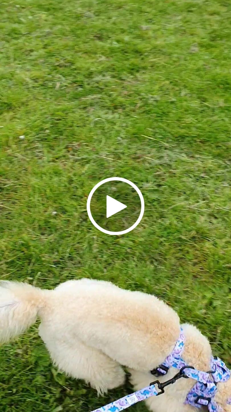 Customer video review of Collar – Tiny Diny