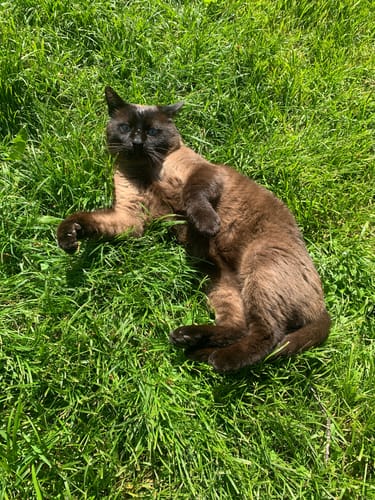 Avis photo d'un client sur Pâtée Chat Stérilisé Sans Céréales - Poisson Blanc