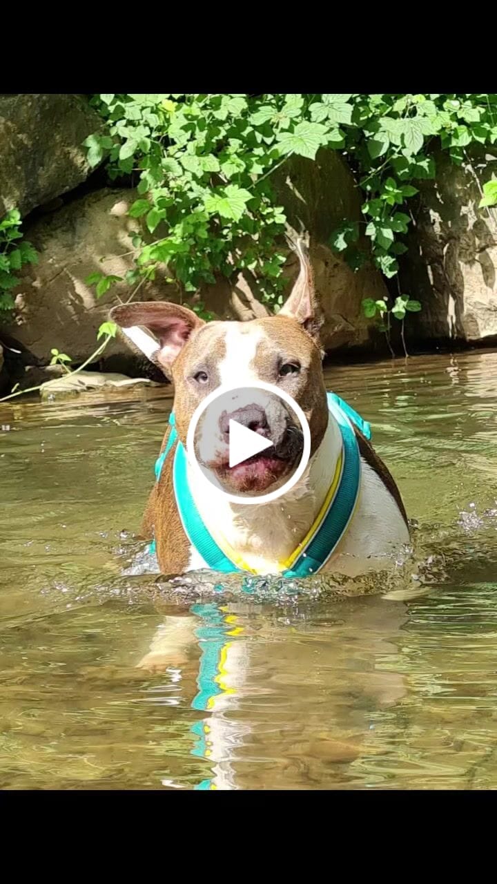 Customer video review of Slip on Padded Comfort Harness | Non Restrictive & Reflective - Turquoise & Yellow