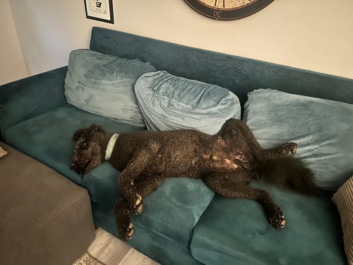 Customer photo review of Sofa Covers With Separate Seat Cushions (Spandex Print)