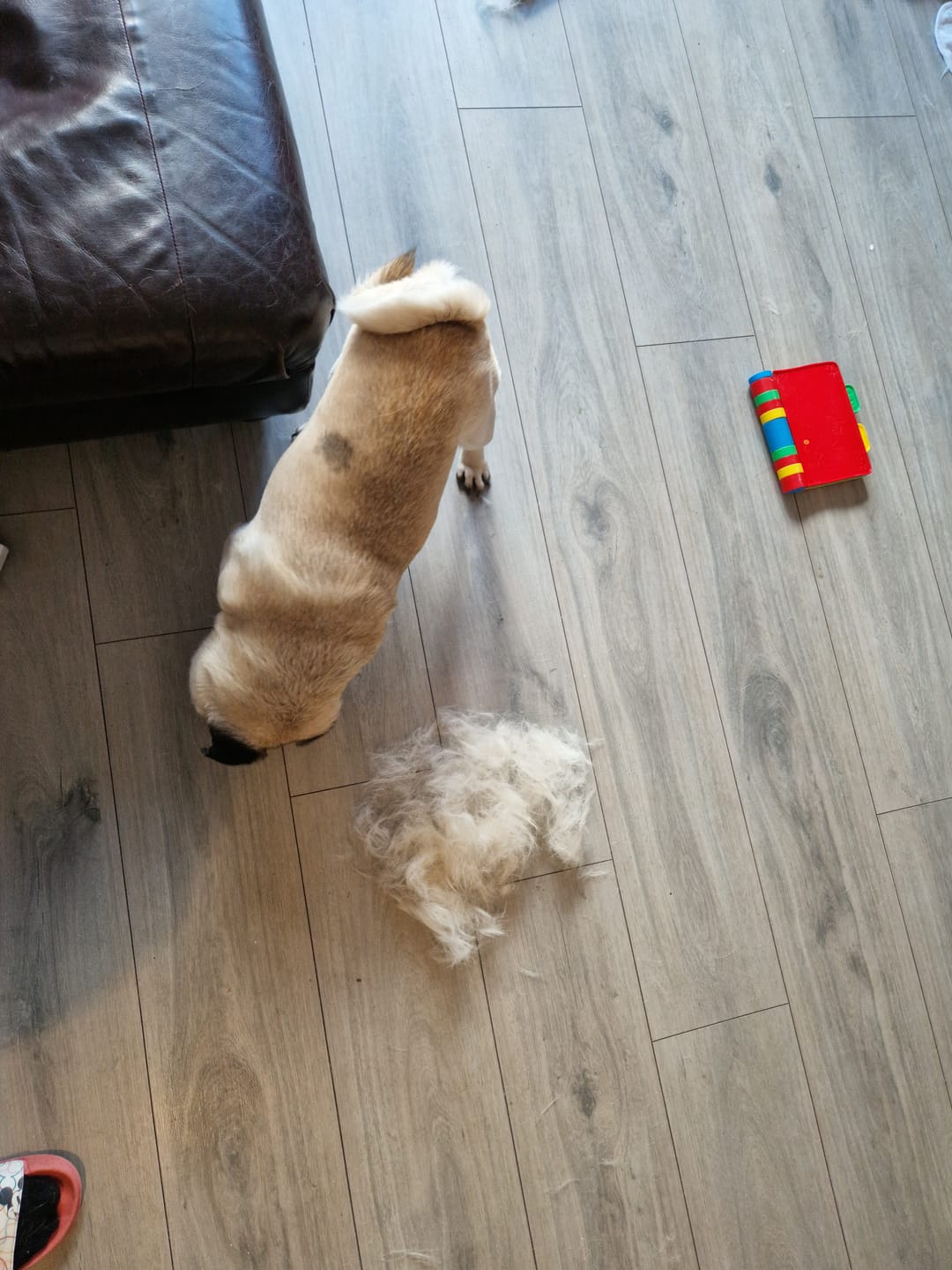 Customer photo review of BullyBillows Complete Animal Deshedding Kit - Pink
