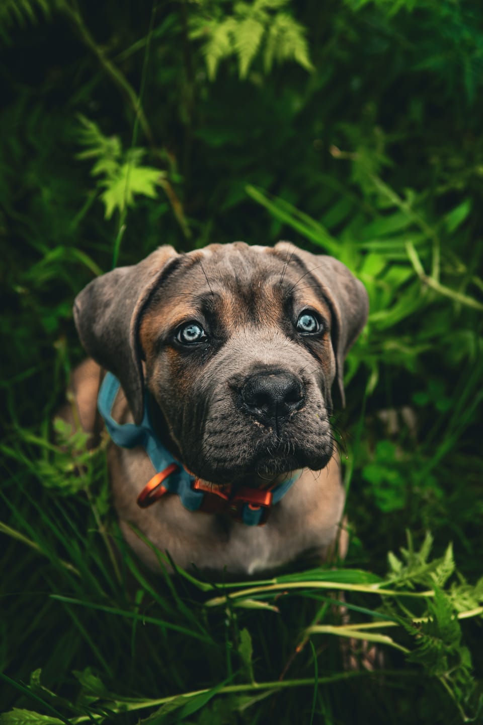 Customer photo review of 2.5cm LIGHTER Combat® Collar | With Handle Rated Clip - Turquoise & Orange