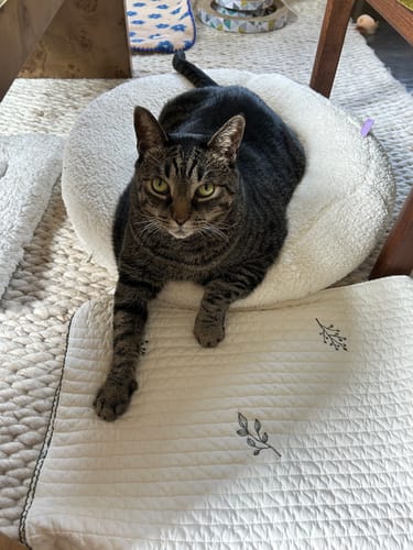 Customer photo review of Marshmallow Pudding Bed