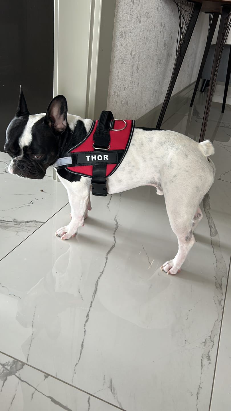 Customer photo review of MellowPurr Özelleştirilebilir No Pull Köpek Tasması