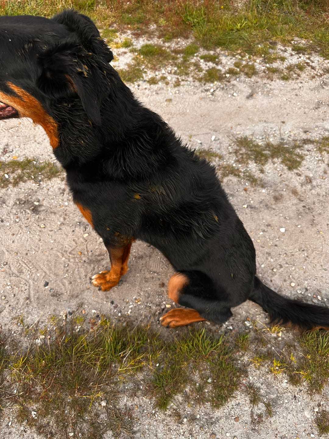 Customer photo review of Keepaws™ Leather AirTag Collar