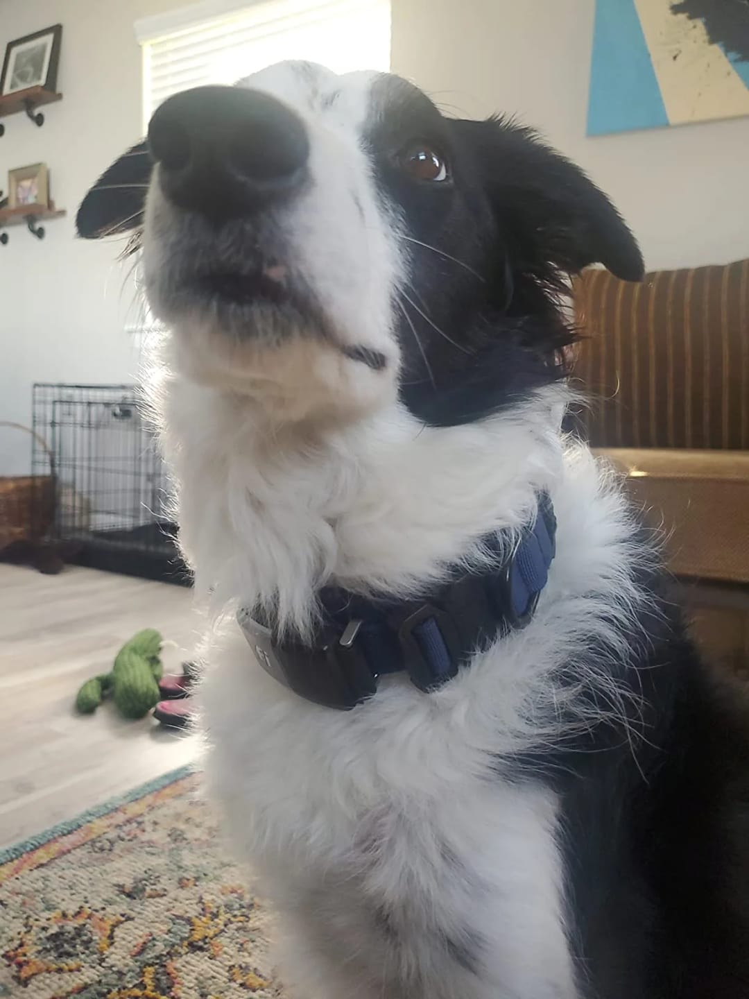 Customer photo review of Waterproof Airtag Dog Collar